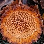 Protea caffra Flower