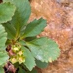 Primula hirsuta Hoja