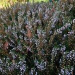 Erica vagans Elinympäristö