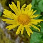 Doronicum columnae Цветок