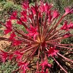 Brunsvigia orientalis Flower