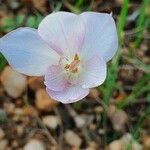 Gladiolus candidus Квітка