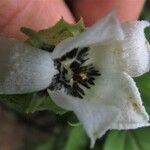 Momordica cissoides Flower
