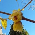 Chimonanthus praecox Цветок