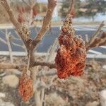 Rhus typhinaFlower