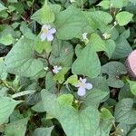 Houttuynia cordata Λουλούδι