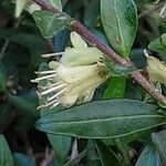 Lonicera ligustrina Кора