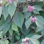 Callicarpa bodinieri Hábitos