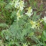 Astragalus racemosus Цветок