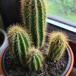 Pilosocereus chrysostele Hoja
