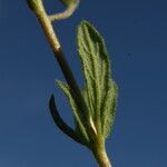 Helianthemum salicifolium Лист