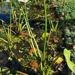 Sagittaria montevidensis 整株植物