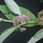 Callicarpa macrophylla Облик