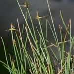 Carex microglochin Habitat