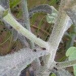 Heliotropium bacciferum Corteza