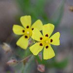 Tuberaria guttata Flors