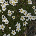 Androsace pubescens Habit