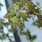 Acer palmatumHostoa