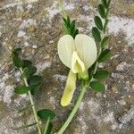 Vicia hybrida Цветок