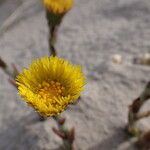 Tussilago farfaraFlor