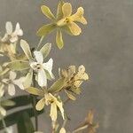 Encyclia tampensis Blomst