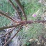 Iberis linifolia Ekosanga
