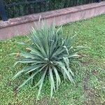 Yucca filamentosa List