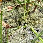 Lemna trisulca Habitat