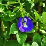 Clitoria ternatea 花