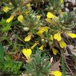 Ajuga chamaepitys Blomst