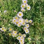 Erigeron speciosus പുഷ്പം