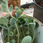 Sedum anacampseros Leaf