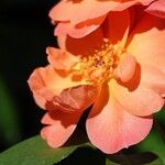 Rosa foetida Kwiat