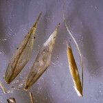 Agrostis schleicheri Blüte