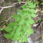 Oenanthe sarmentosa Leaf