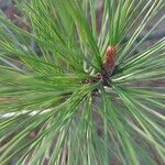 Pinus radiata Ліст