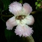 Drymonia serrulata 花