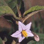 Solanum nudum Flower