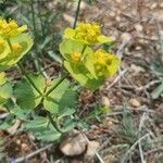 Euphorbia serrata Φύλλο