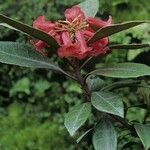 Rhododendron apoanum Květ