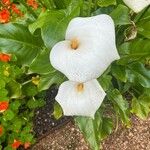 Zantedeschia aethiopica Blüte