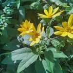 Helianthus divaricatus Blomst