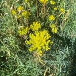 Petrosedum montanum Elinympäristö