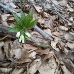 Cardamine enneaphyllos Fleur