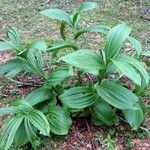 Veratrum viride ശീലം