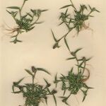 Crypsis schoenoides Hábito