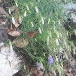 Campanula carnica Virág