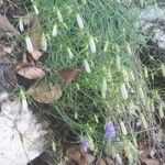 Campanula carnica Blüte