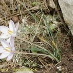 Crocus cambessedesii Характер