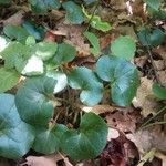 Asarum caudatum ᱥᱟᱠᱟᱢ